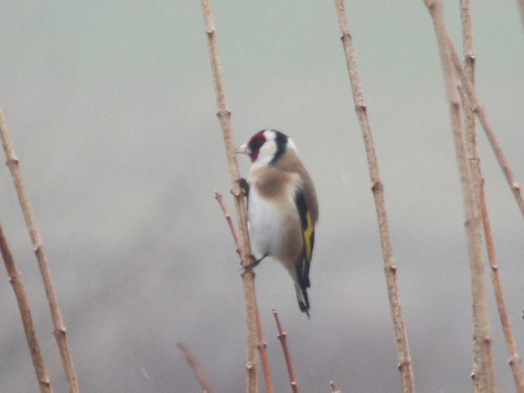 Speisekammer Für Vögel – Beeren, Kirschen Und Kleine Insekten dedans Körnerfresser Vögel