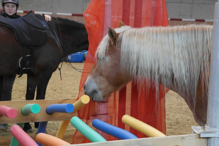 Spielpädagogisches Trainingerel-Lernen Mit Pferden destiné Mit Pferden Spielen