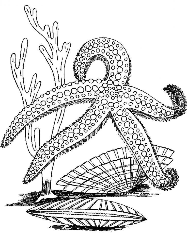 coloring pages starfish coloring pages starfish