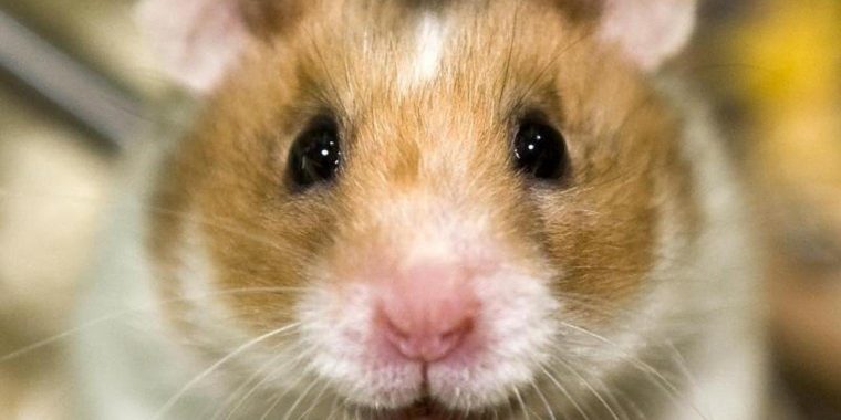 Tiere – Nachtaktive Tiere: Goldhamster Leben Gegen Den Tag à Hamsterkiste Verkehr