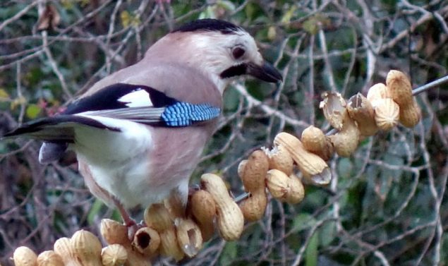 Tipps Für Den Winter: Welches Futter Eignet Sich Für serapportantà Körnerfresser Vögel