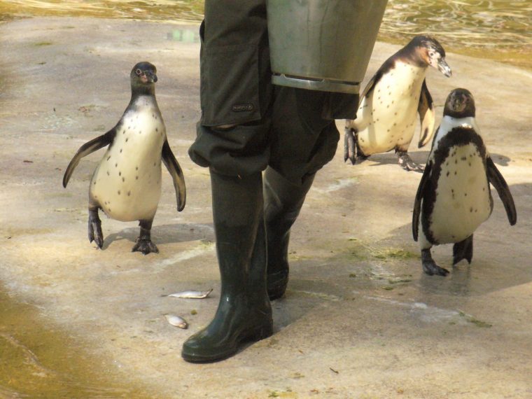 Tous Les Animaux Du Monde - Photographies De Françoise Larouge destiné Tout Les Animaux Du Monde
