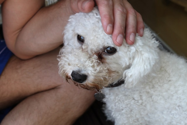 Tränenstein Bei Weißen Hunden – Wie Bekommt Man Das Weg? à Wie Heißt Das Weiße Im Auge