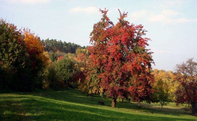 Tree-482612_1920 – Baumschule Hemmelmeyer intérieur Warum Verlieren Bäume Ihre Blätter