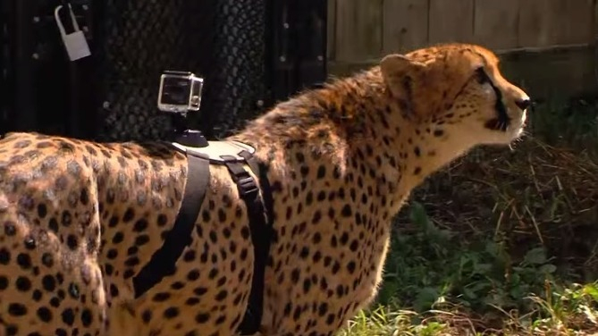 Une Caméra Fixée Sur Un Guépard Capture La Course De L à Tout Les Animaux Du Monde