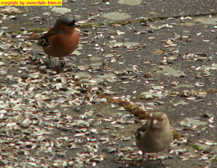 Vögel 3 – Singvögel (Körnerfresser), Fotografiert Und serapportantà Körnerfresser Vögel