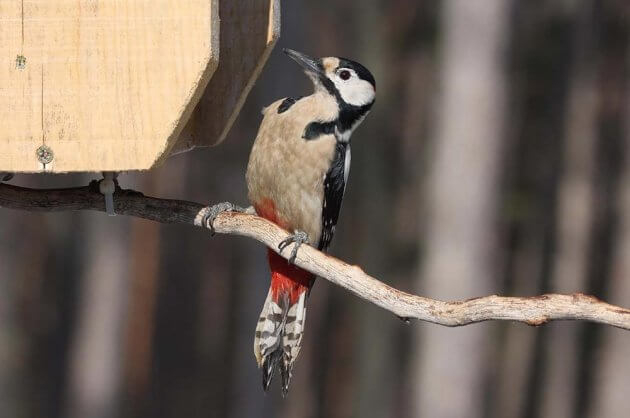 Vögel Füttern Im Winter: So Ist Es Richtig! – Blühendes intérieur Körnerfresser Vögel