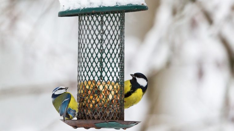 Vögel Im Winter Richtig Füttern | Ndr.de – Ratgeber – Garten dedans Körnerfresser Vögel