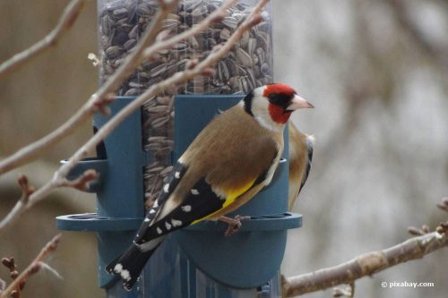 Vogelfutter Im Winter: Sind Erdnüsse Für Vögel Sinnvoll? pour Körnerfresser Vögel