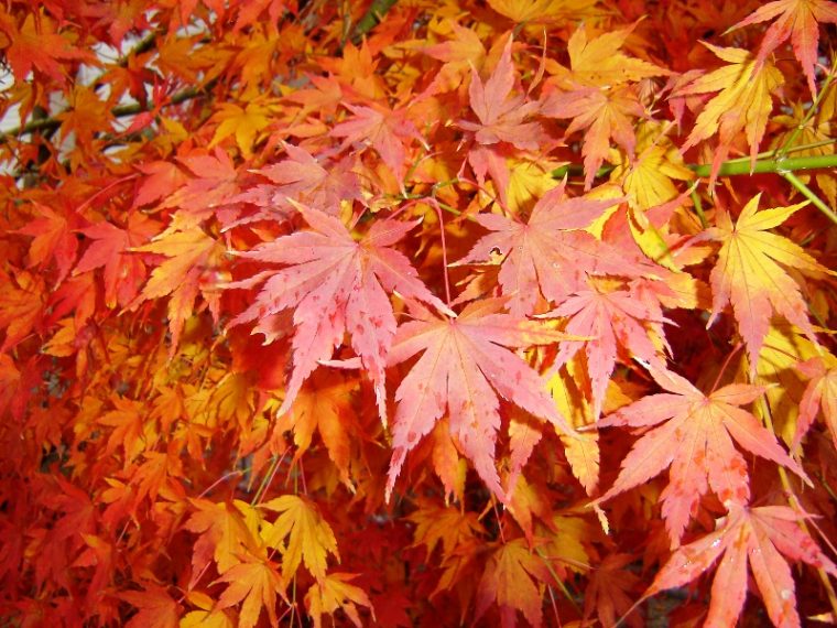 Warum Färben Sich Im Herbst Die Blätter Der Bäume pour Warum Verlieren Bäume Ihre Blätter