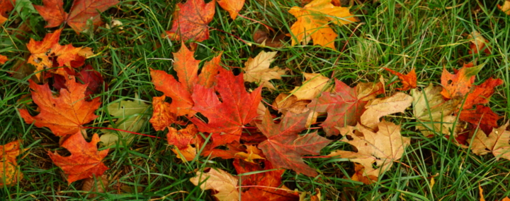Warum Verfärben Sich Im Herbst Die Blätter Der Bäume? tout Warum Verlieren Bäume Ihre Blätter