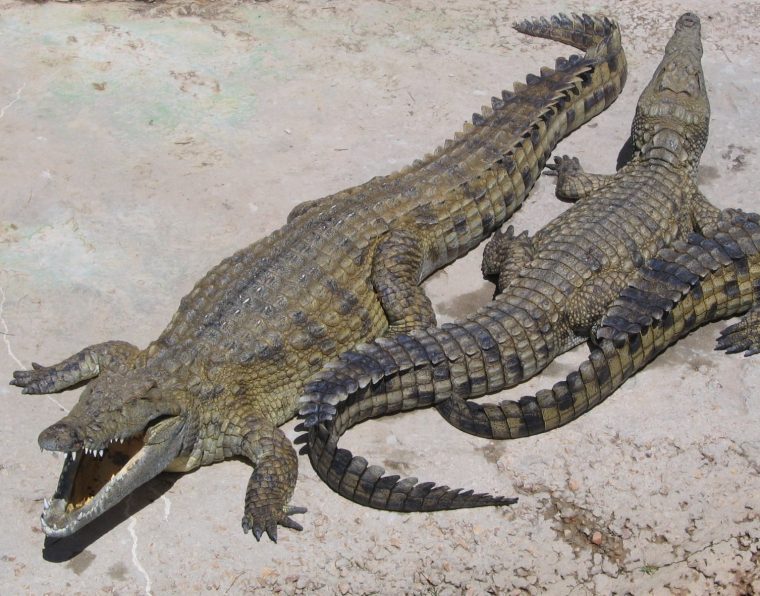 Way Back In The Eocene Epoch Era, The Largest African Nile concernant Krokodil Aus Afrika