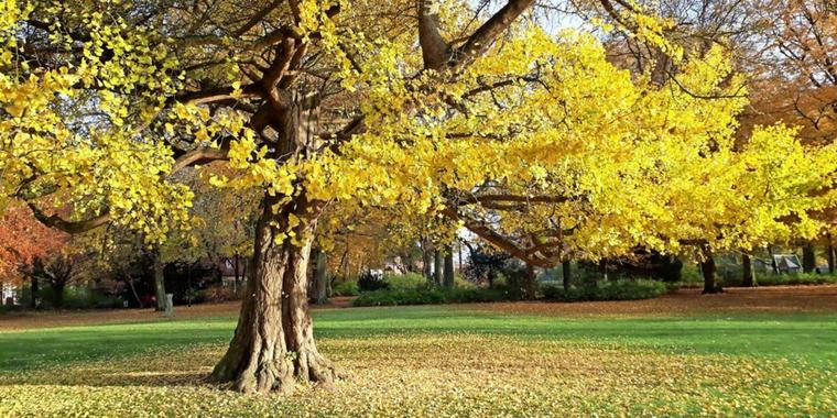 Wissen Zum Herbst: Warum Lassen Bäume Ihre Blätter Fallen? encequiconcerne Warum Verlieren Bäume Ihre Blätter