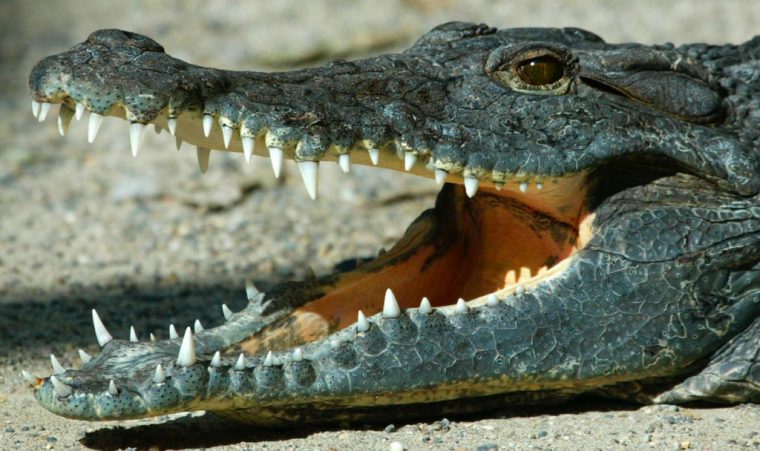 Wissenschaftler Entdecken Riesige Nilkrokodile In Sümpfen intérieur Krokodil Aus Afrika