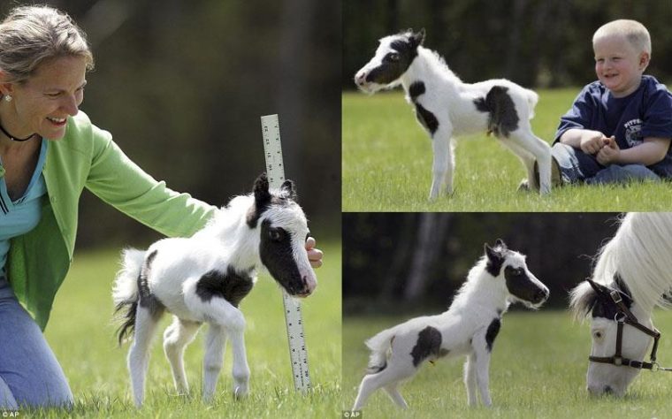 World Smallest And Cutest Horse &quot;Einstein&quot; - Interesting Facts concernant Kleinstes Pony Der Welt