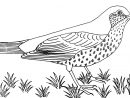 119 Dessins De Coloriage Oiseau À Imprimer Sur Laguerche concernant Dessiner Un Oeaseaux En Vole Pasvv A Pas