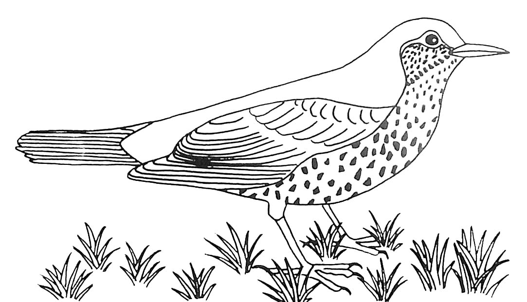 119 Dessins De Coloriage Oiseau À Imprimer Sur Laguerche concernant Dessiner Un Oeaseaux En Vole Pasvv A Pas