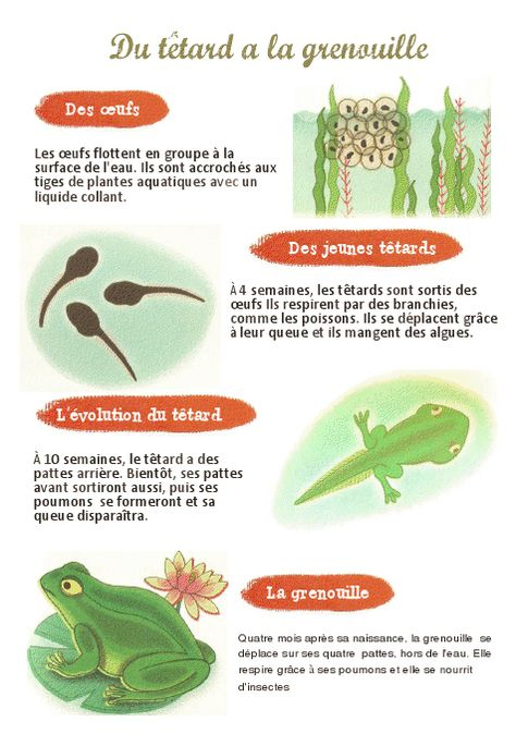 25 Idées De Grenouille | Grenouille, Tétard Grenouille encequiconcerne Chansons Comptines Maternelle Patapons