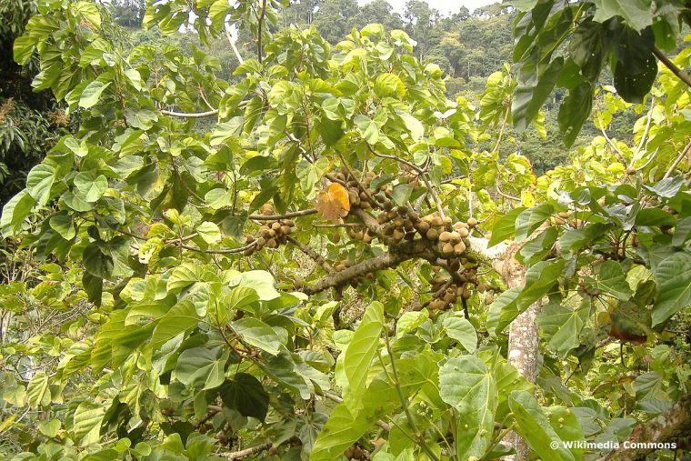 7 Obst, Früchte Und Gemüse Mit "Q" Am Anfang destiné Gemause Mit Y Am Anfang