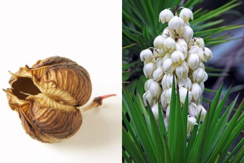 9 Obst, Früchte Und Gemüse Mit "Y" Am Anfang destiné Gemause Mit Y Am Anfang