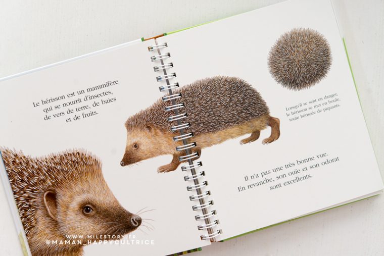 Activités Sur Le Thème Du Hérisson – Milestory encequiconcerne Paroles Sur Le Herisson
