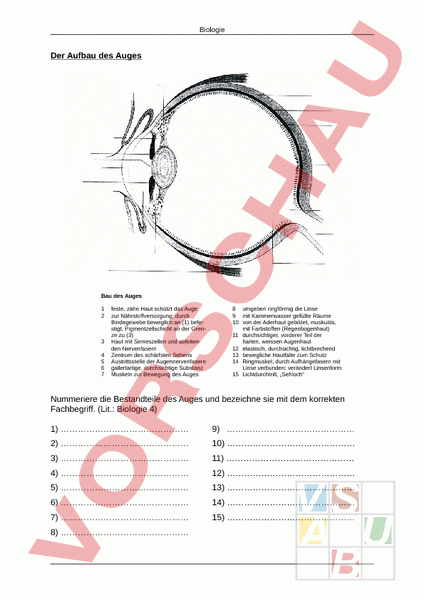 Arbeitsblatt: Aufbau Des Auges – Biologie – Anatomie tout Auge Aufbau Und Funktion 8Klasse