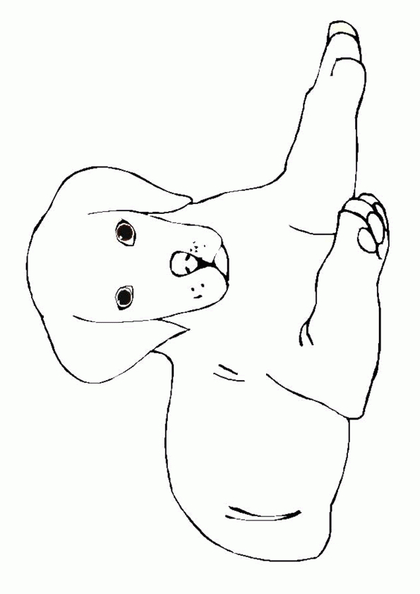 Coloriage Chien Couché Plat Ventre intérieur Dessin Chien Marrant Facile Dessiner Coloriage Chien Couché Plat Ventre intérieur Dessin Chien Marrant Facile Dessiner