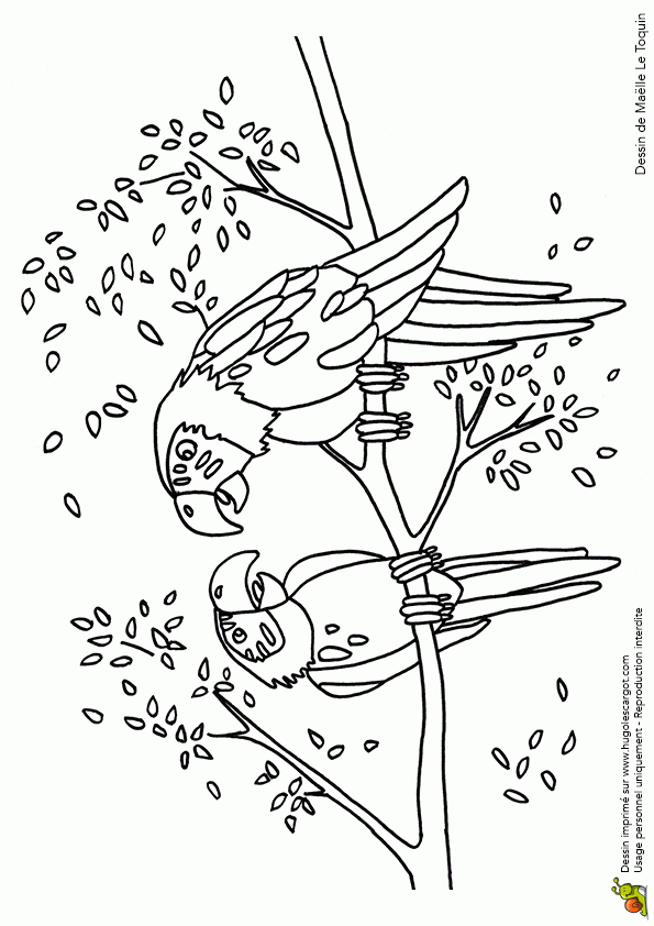 Coloriage Couple De Perroquets Sur Hugolescargot avec Coloriage Gratuit A Imprimer De Perroquet