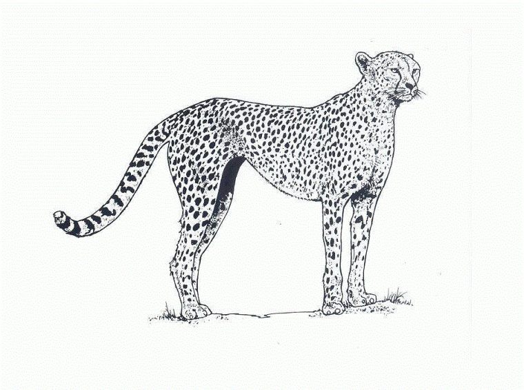 Coloriage Guepard À Imprimer Pour Les Enfants – Cp13043 dedans Album De Coloriage De Guepard Coloriage Guepard À Imprimer Pour Les Enfants – Cp13043 dedans Album De Coloriage De Guepard