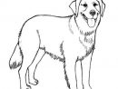 Detailed Dog Coloring Pages | Golden Retriever Drawing intérieur Golden Retriever Dessin