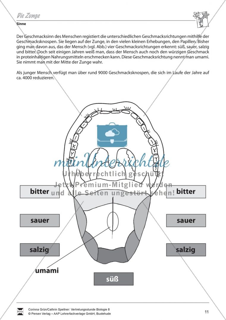 Die Zunge – Meinunterricht encequiconcerne Auge Aufbau Und Funktion 8Klasse