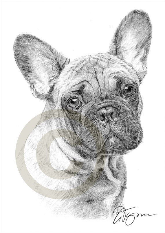 Dog French Bulldog Pencil Drawing Print – A4 Size concernant Dessin Labrador Beige