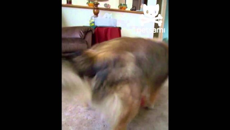 ᴴᴰ Tchoupi Compilation De Tchoupi Et Doudou En Français Hd serapportantà Ytp Choupi