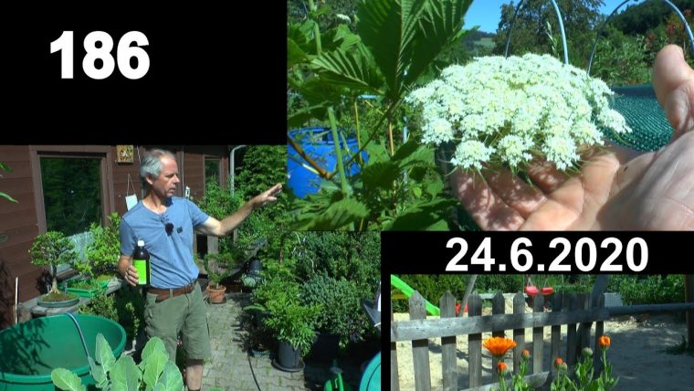 Garten Anfang Sommer Erleben Mit Gemüse, Hochbeete, Bonsai encequiconcerne Gemause Mit Y Am Anfang