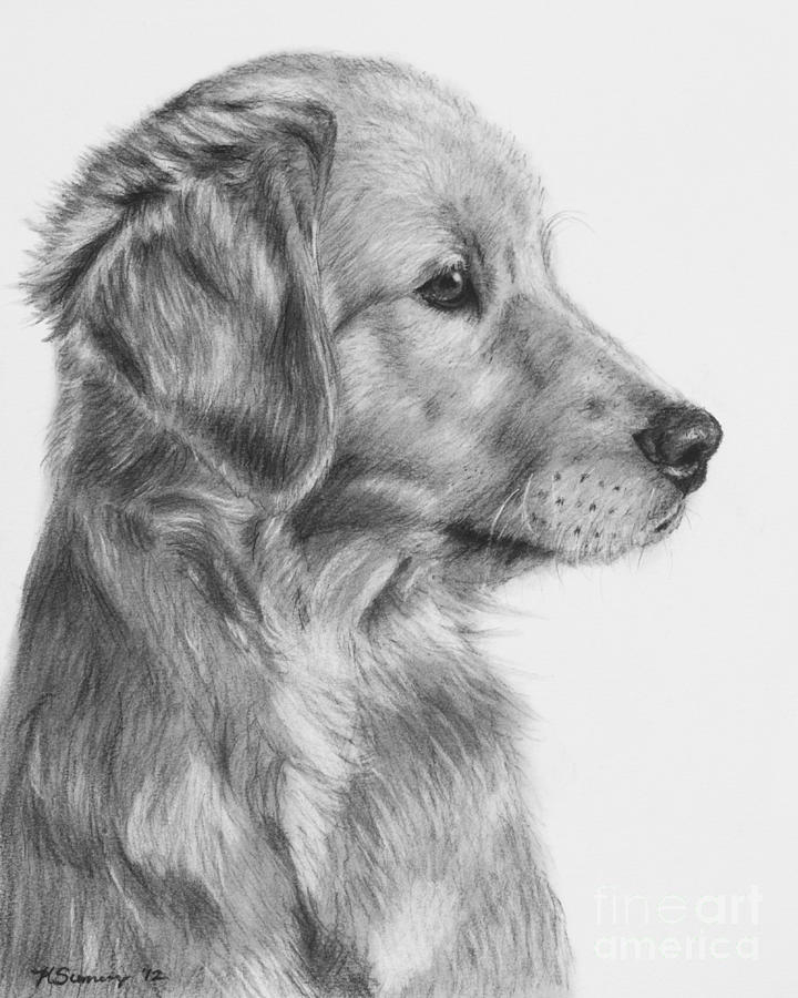Golden Retriever Puppy In Charcoal One Drawing By Kate Sumners encequiconcerne Dessin De Golden Rechiver