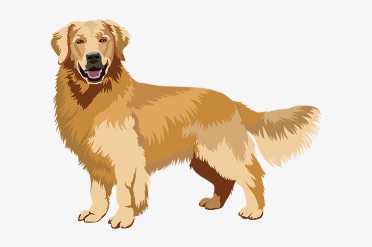 Golden Retriever Realistic Pencil Dog Drawing ~ Drawing dedans Dessin De Golden Rechiver