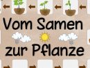 Ideenreise: Themenplakat &quot;Vom Samen Zur Pflanze&quot; avec Ideenreise