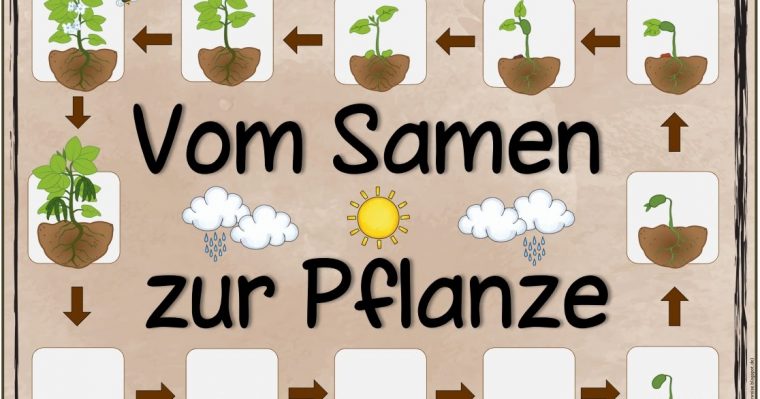 Ideenreise: Themenplakat "Vom Samen Zur Pflanze" avec Ideenreise