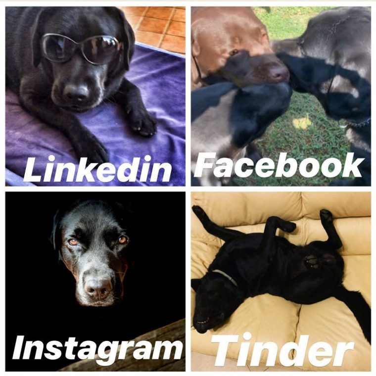 Labrador Yellow Labrador Funny Labrador Dorado Labrador intérieur Dessin Labrador Beige