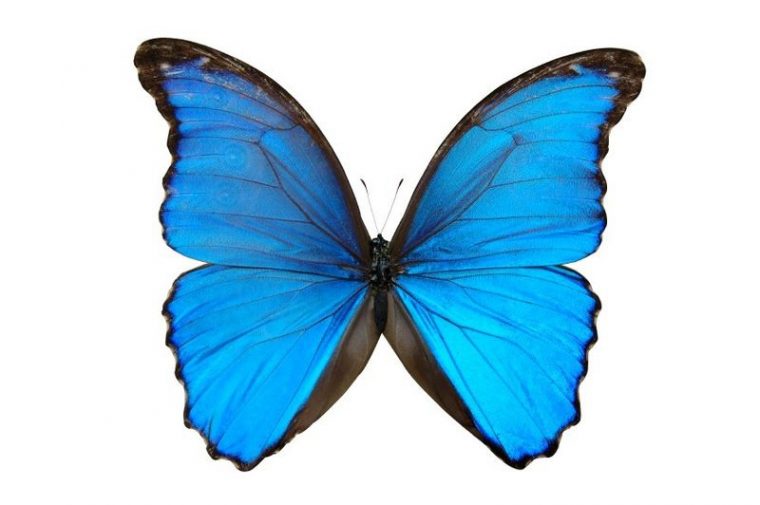 Le Papillon Bleu - Love, Beauty And Harmony destiné Illustration De Papillons Bleus Volants