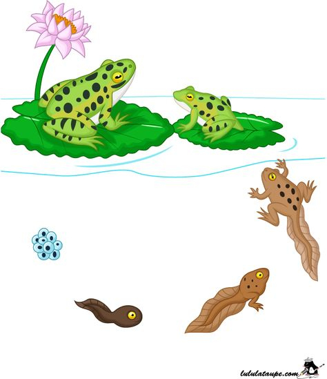 Les 25 Meilleures Images De Grenouille | Grenouille tout Chansons Comptines Maternelle Patapons