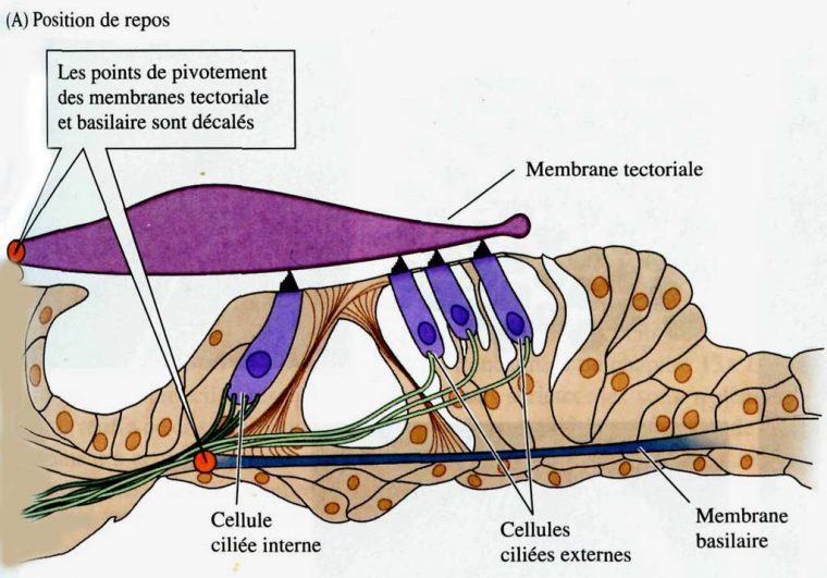 L'Oreille Interne : Anatomie Et Physiologie | Dossier à Canal Auditif Interne