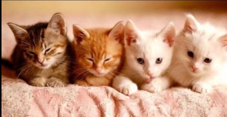 Pin By Belicat On Chatons Mignons 2 | Kittens Cutest destiné 2 Petit Chaton Chonson