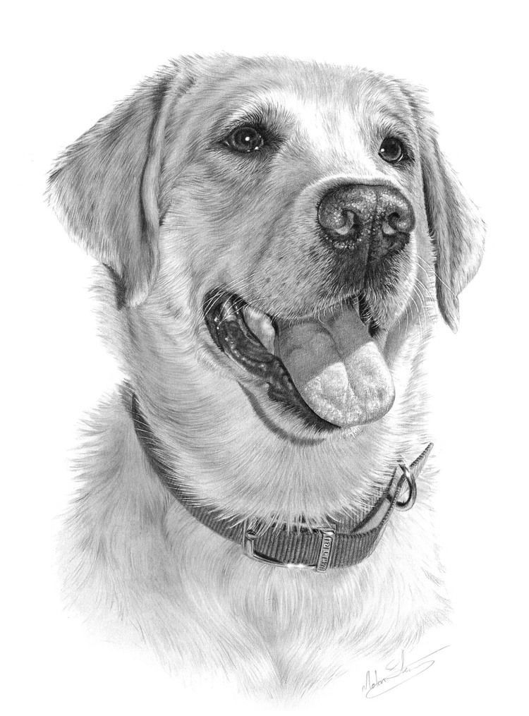 Pin By Keyla On Dogs | Animal Drawings, Labrador Art, Dog tout Dessin De Golden Rechiver