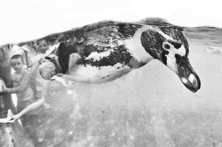 Pingouin | Pingouin destiné Danse Des Pingouins
