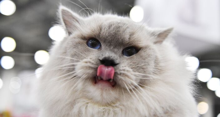 Poop: Le Plus Soft Du Pire De … Encore tout Ytp Choupi