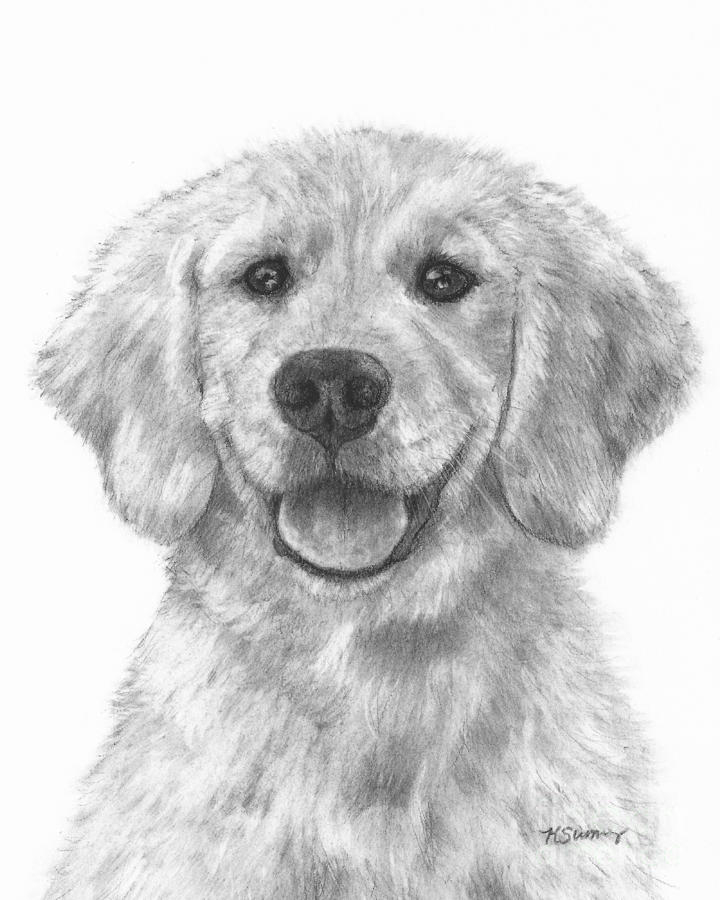 Puppy Golden Retriever Drawing By Kate Sumners intérieur Dessin De Golden Rechiver