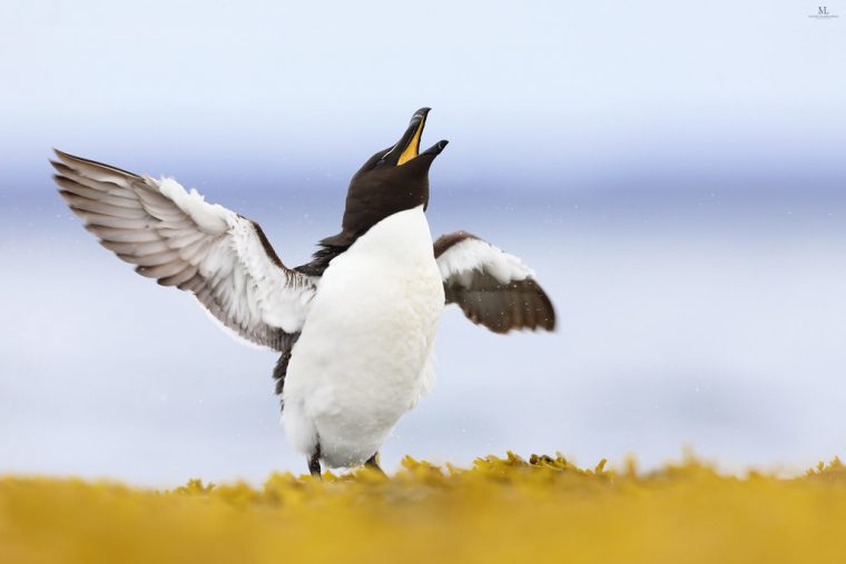 Razorbill – Petit Pingouin – Alca Torda | La Danse De La destiné Danse Des Pingouins