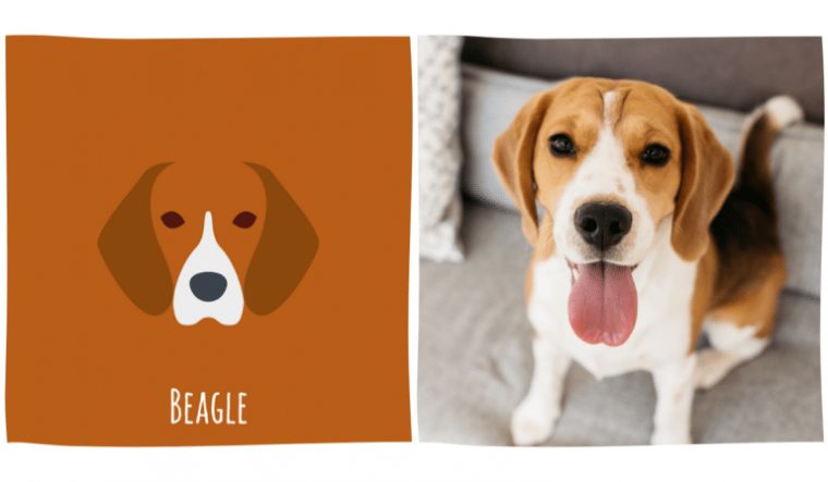 Reconnaîtrez-Vous Les Races De Chien Sur Ces Dessins à Dessin Labrador Beige