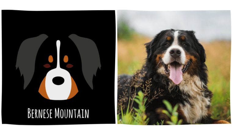 Reconnaîtrez-Vous Les Races De Chien Sur Ces Dessins pour Dessin Labrador Beige